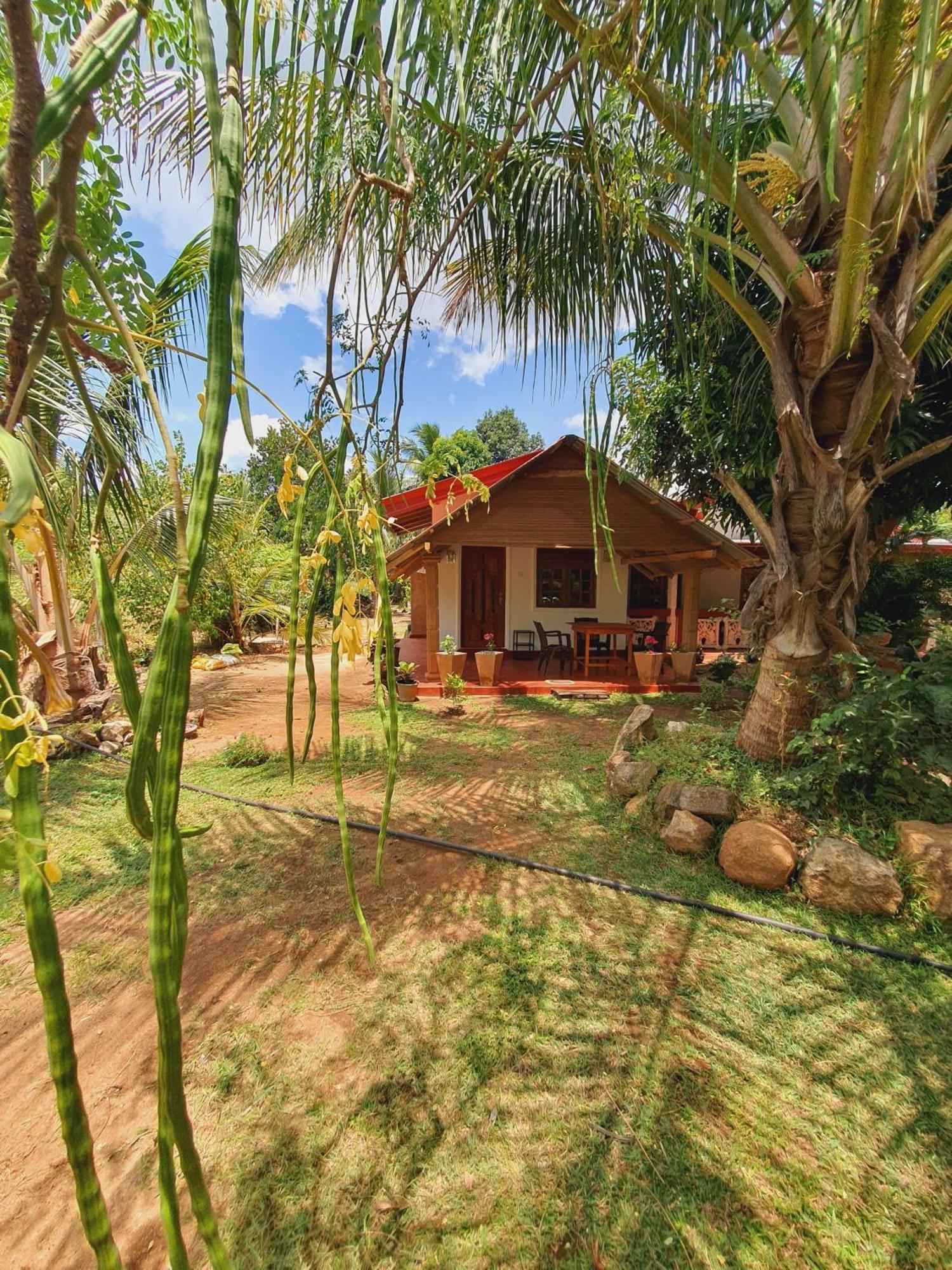 Jungle Eco Lodge & Safari สิกิริยา ภายนอก รูปภาพ