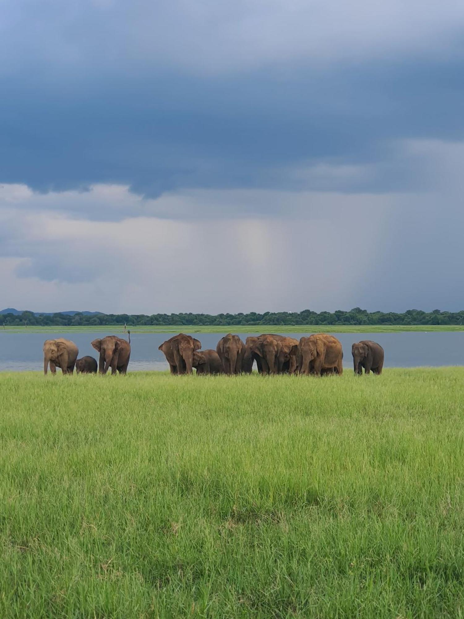 Jungle Eco Lodge & Safari สิกิริยา ภายนอก รูปภาพ