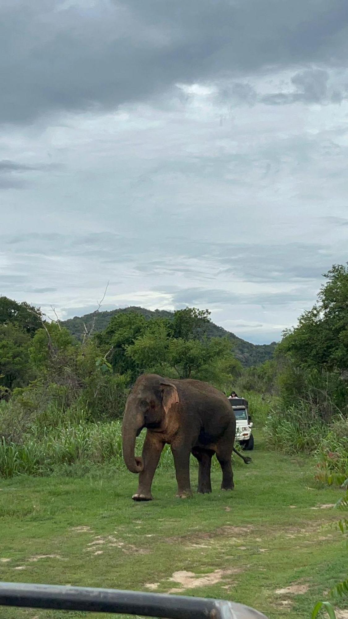 Jungle Eco Lodge & Safari สิกิริยา ภายนอก รูปภาพ
