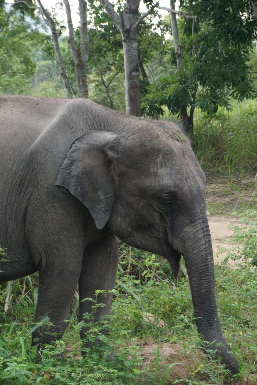Jungle Eco Lodge & Safari สิกิริยา ภายนอก รูปภาพ